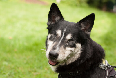 Amori, Corgi-Husky-Mix - Rüde