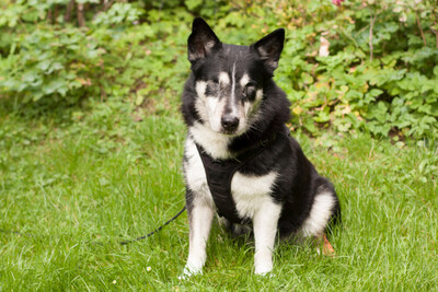 Amori, Corgi-Husky-Mix - Rüde