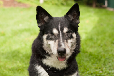 Amori, Corgi-Husky-Mix - Rüde