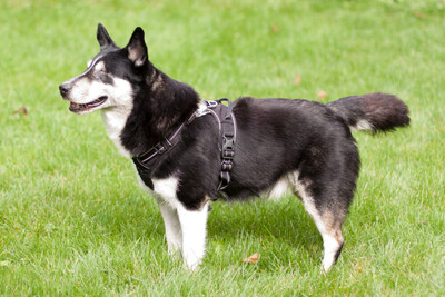 Amori, Corgi-Husky-Mix - Rüde