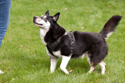 Amori, Corgi-Husky-Mix - Rüde