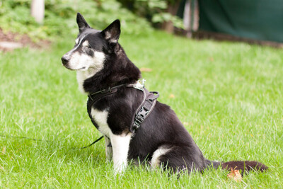 Amori, Corgi-Husky-Mix - Rüde