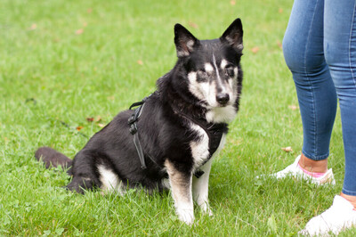 Amori, Corgi-Husky-Mix - Rüde