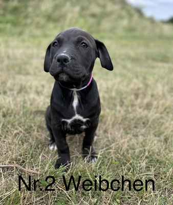 Amstaff/PitBull’s/Pittie’s, American Staffordshire Terrier Welpen - Rüde