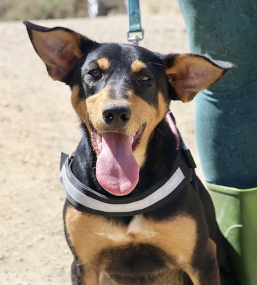 Amy, Deutscher Pinscher - Mix - Hündin
