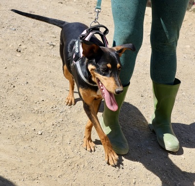 Amy, Deutscher Pinscher - Mix - Hündin