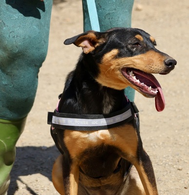 Amy, Deutscher Pinscher - Mix - Hündin