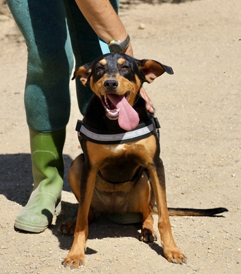 Amy, Deutscher Pinscher - Mix - Hündin