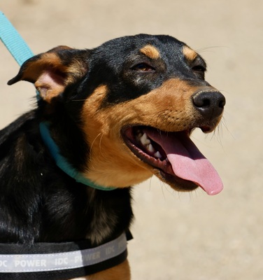 Amy, Deutscher Pinscher - Mix - Hündin