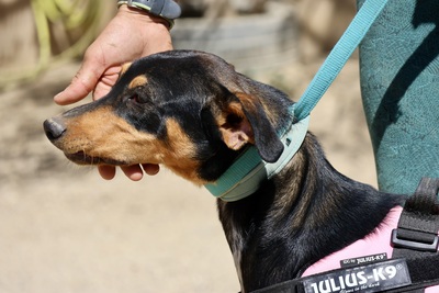 Amy, Deutscher Pinscher - Mix - Hündin