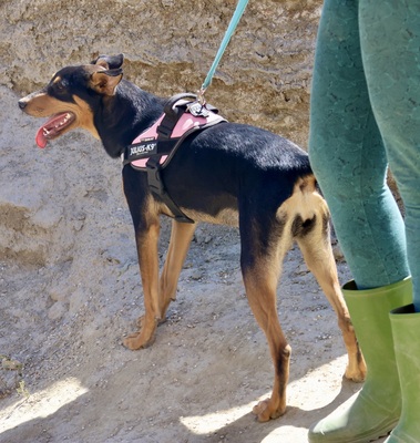 Amy, Deutscher Pinscher - Mix - Hündin