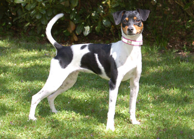 Amy Floh, Pinscher-Mix - Hündin
