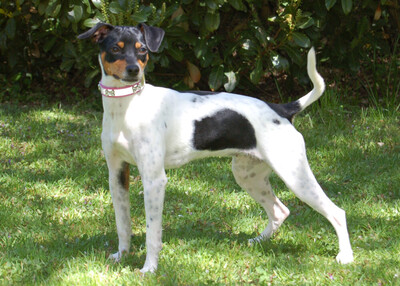 Amy Floh, Pinscher-Mix - Hündin