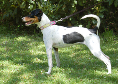 Amy Floh, Pinscher-Mix - Hündin