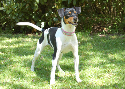 Amy Floh, Pinscher-Mix - Hündin