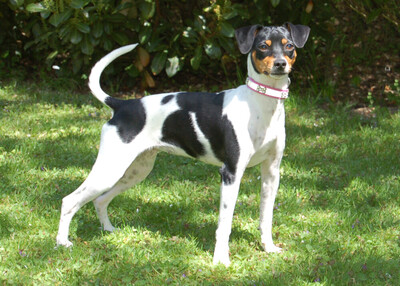 Amy Floh, Pinscher-Mix - Hündin