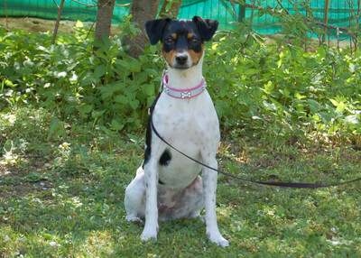 Amy Floh, Pinscher-Mix - Hündin