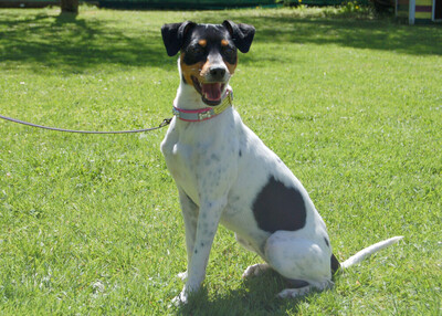 Amy Floh, Pinscher-Mix - Hündin