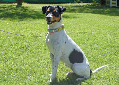 Amy Floh, Pinscher-Mix - Hündin