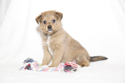 Amy - Hübsche Welpenmaus, ca. 7 Wochen, Mischling Welpen - Hündin