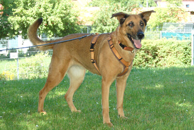 Amy-Ma, Mali-Schäferhund - Hündin