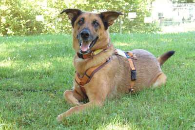 Amy-Ma, Mali-Schäferhund - Hündin