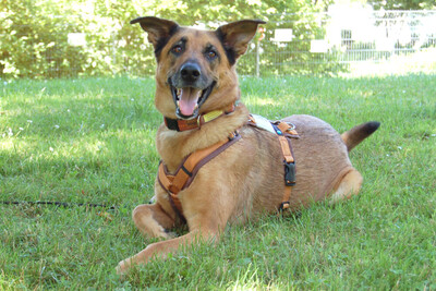 Amy-Ma, Mali-Schäferhund - Hündin