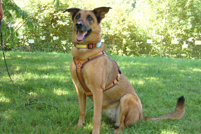 Amy-Ma, Mali-Schäferhund - Hündin