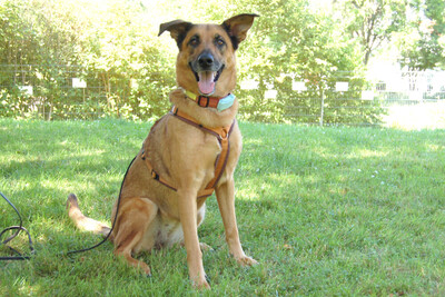 Amy-Ma, Mali-Schäferhund - Hündin
