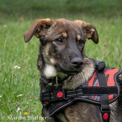 Amy, Mischling Welpen - Hündin