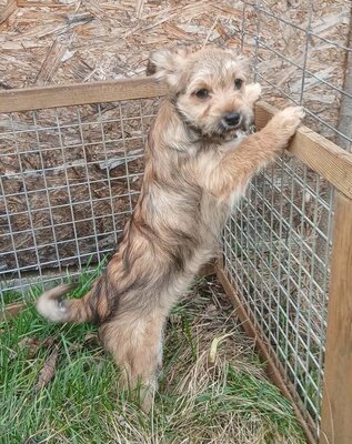 Amy, Mix Welpen - Hündin