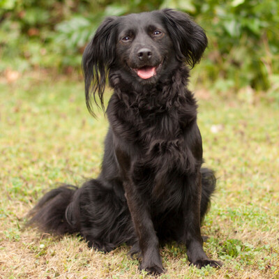 Amy Mu, Spaniel-Mix - Hündin