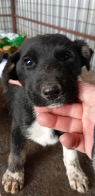 Amy ist ein ganz armes Mäuschen