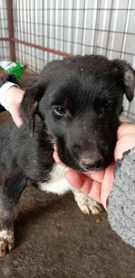 Amy ist ein ganz armes Mäuschen, Mischling Welpen - Hündin