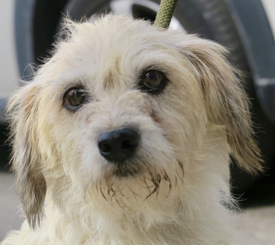 Anabel, Mix - Hündin