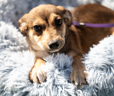 Anabella, mischling Welpen - Hündin