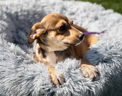 Anabella, mischling Welpen - Hündin