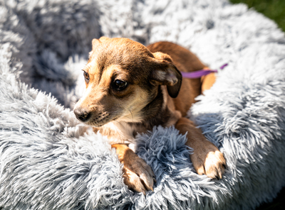 Anabella, mischling Welpen - Hündin