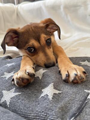 Anabella, mischling Welpen - Hündin