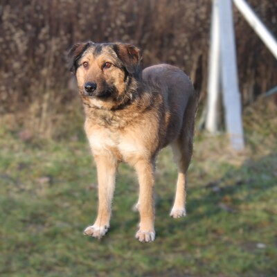 Anabelle, Mischlinge - Hündin