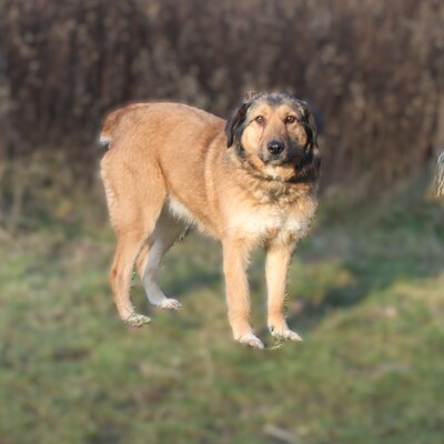 Anabelle, Mischlinge - Hündin