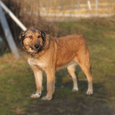 Anabelle, Mischlinge - Hündin