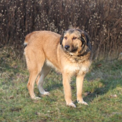 Anabelle, Mischlinge - Hündin