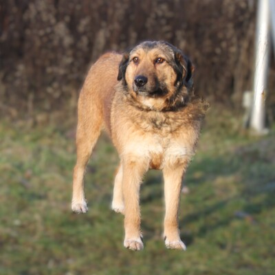 Anabelle, Mischlinge - Hündin