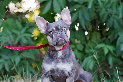 Ananas, Bulldoggen - Hündin