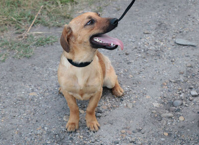 Ananasz - Kleines Hundemädchen, ca. 1 Jahr/9kg/30cm, Mischling - Hündin