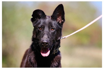 Anastasia, Schäfermix - Hündin