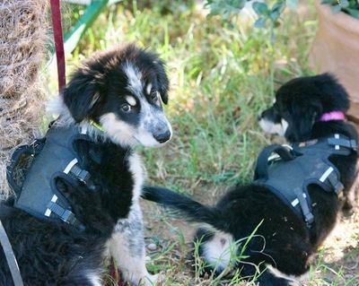 Anatol - Zutraulicher Welpe, ca. 3 Monate, Mischling Welpen - Rüde