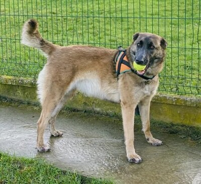 Anaya junge Malinois Hündin sucht aktives Zuhause, Malinois - Hündin