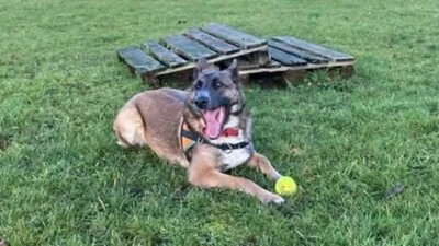 Anaya junge Malinois Hündin sucht aktives Zuhause, Malinois - Hündin